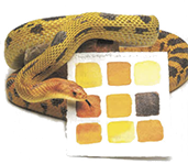 Snake next to orange paint palette